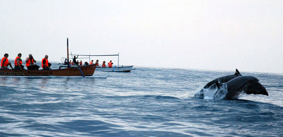 تور دلفین های بالی
