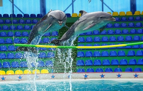 پارک آبی دلفین ها در سوچی