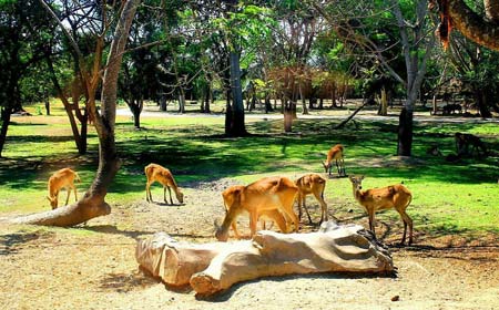 ده تفریح خانوادگی در بالی