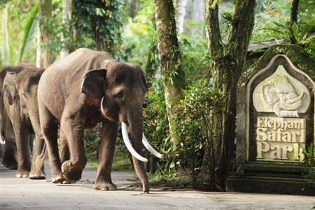 پارک فیلها در تور بالی