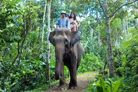 پارک فیلها در تور بالی