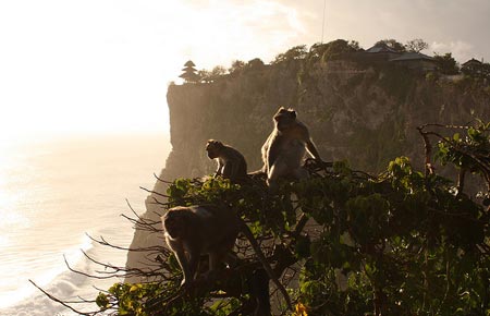 میمون های معبد اولوواتو بالی