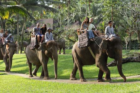 فیل سواری در تور بالی