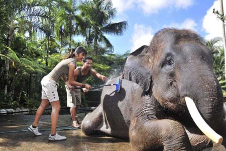 گردش با فیل ها در تور بالی