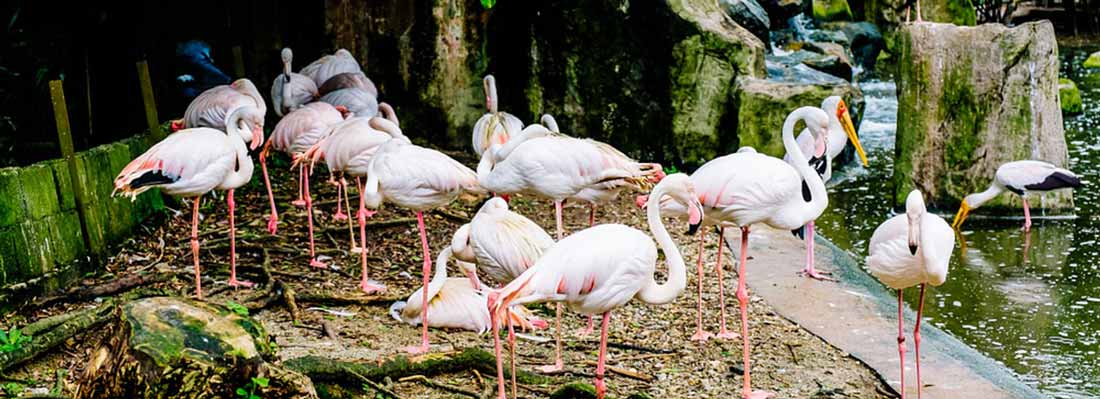 برکه فلامینگوها در باغ پرندگان کوالالامپور