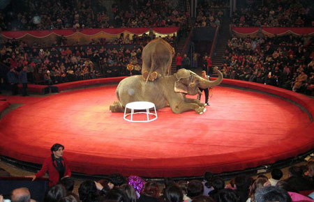 فیل ها در سیرک تفلیس
